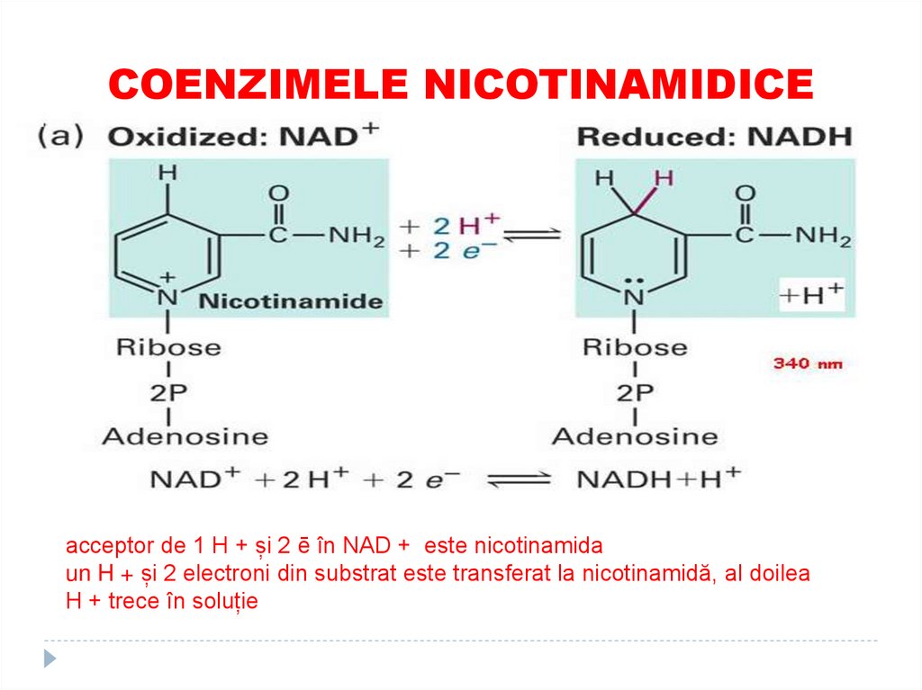 COENZIMELE NICOTINAMIDICE
