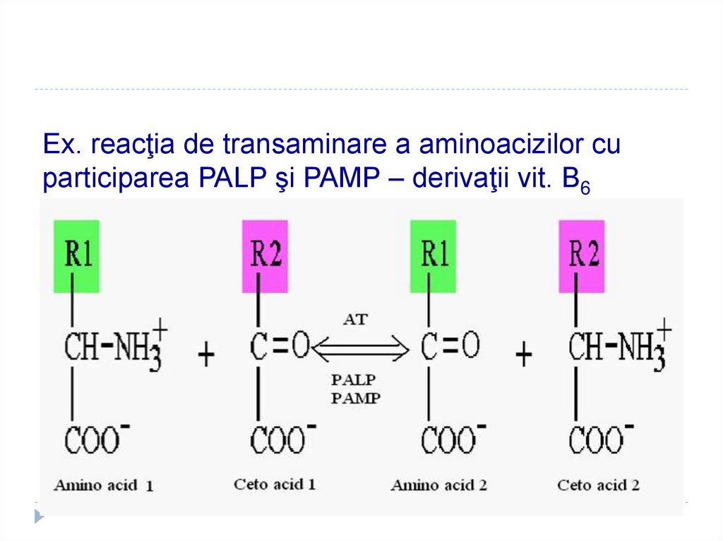 Ex. reacţia de transaminare a aminoacizilor cu participarea PALP şi PAMP – derivaţii vit. B6