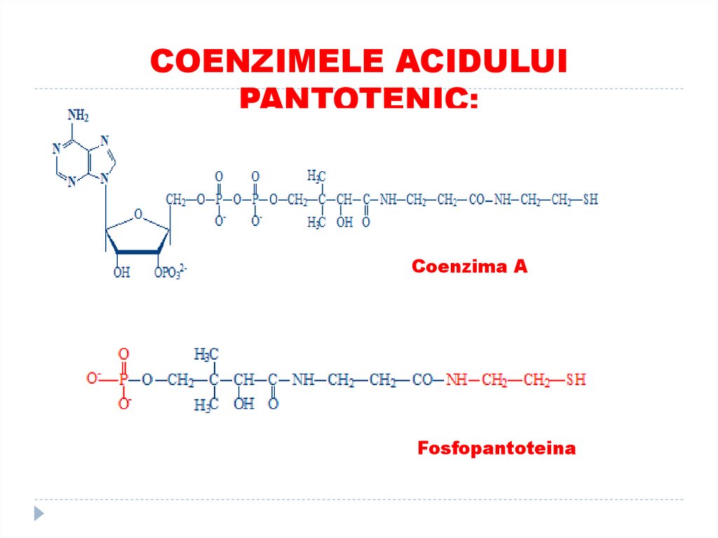 COENZIMELE ACIDULUI PANTOTENIC: