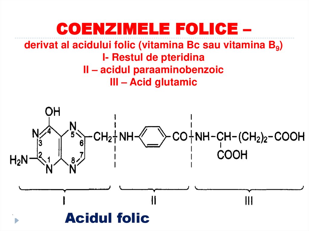 COENZIMELE FOLICE – derivat al acidului folic (vitamina Bc sau vitamina B9) I- Restul de pteridina II – acidul paraaminobenzoic