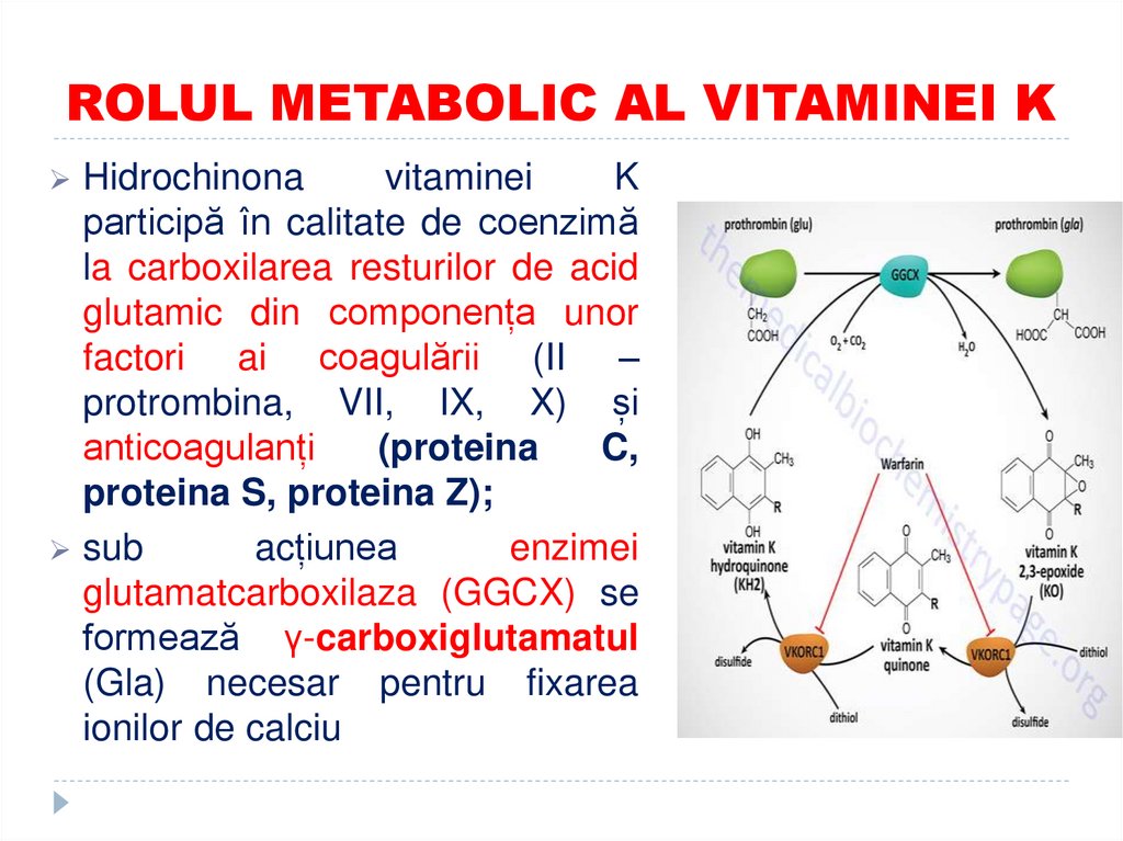 ROLUL METABOLIC AL VITAMINEI K