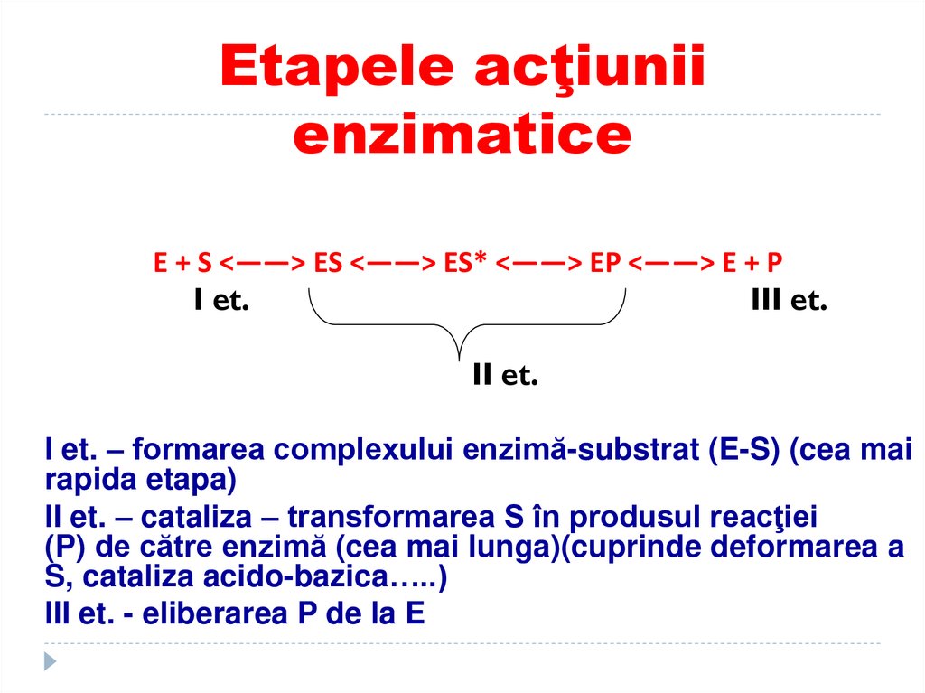 Etapele acţiunii enzimatice
