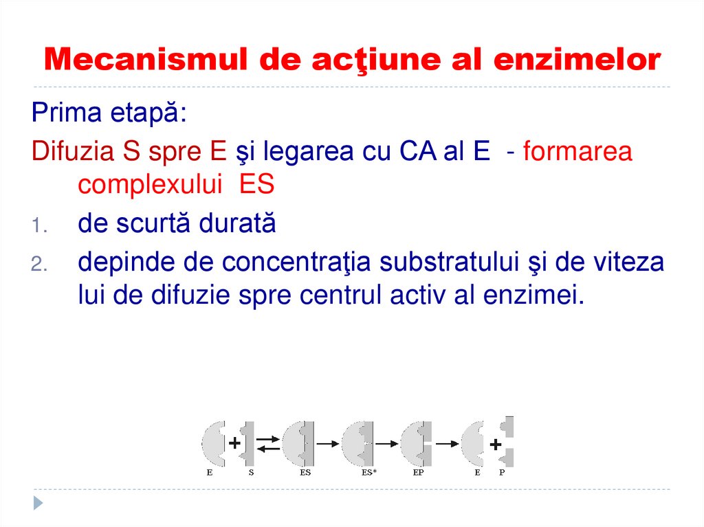 Mecanismul de acţiune al enzimelor