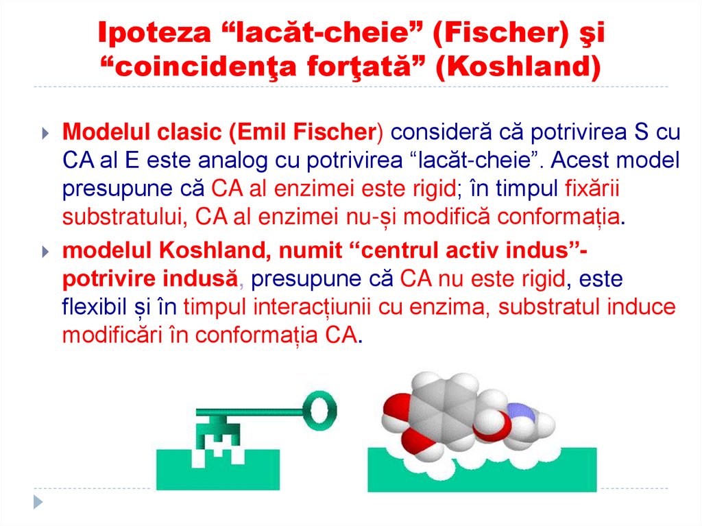 Ipoteza “lacăt-cheie” (Fischer) şi “coincidenţa forţată” (Koshland)