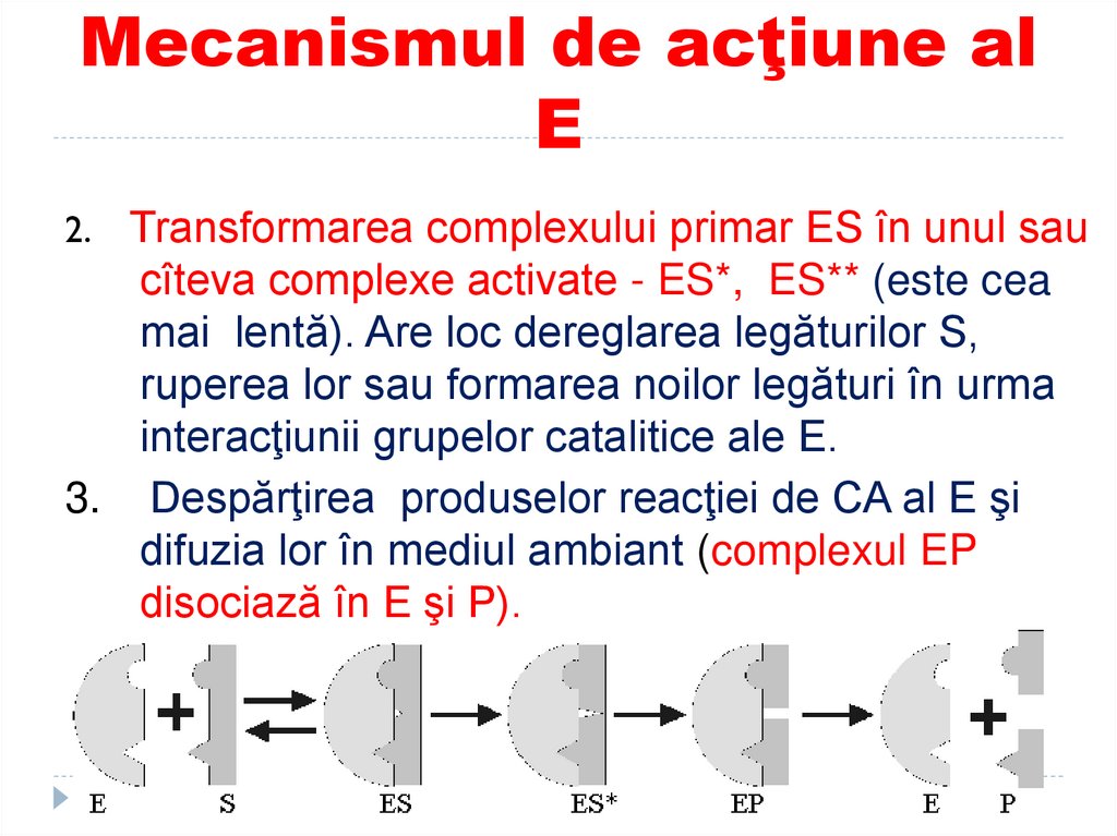 Mecanismul de acţiune al E