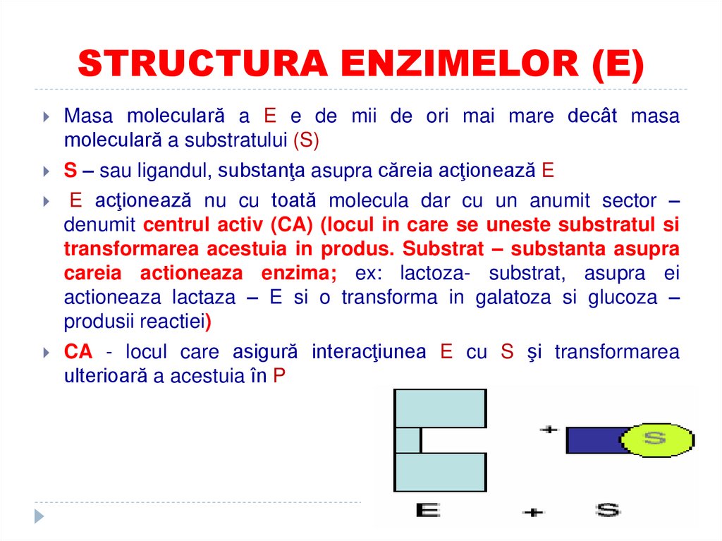 STRUCTURA ENZIMELOR (E)