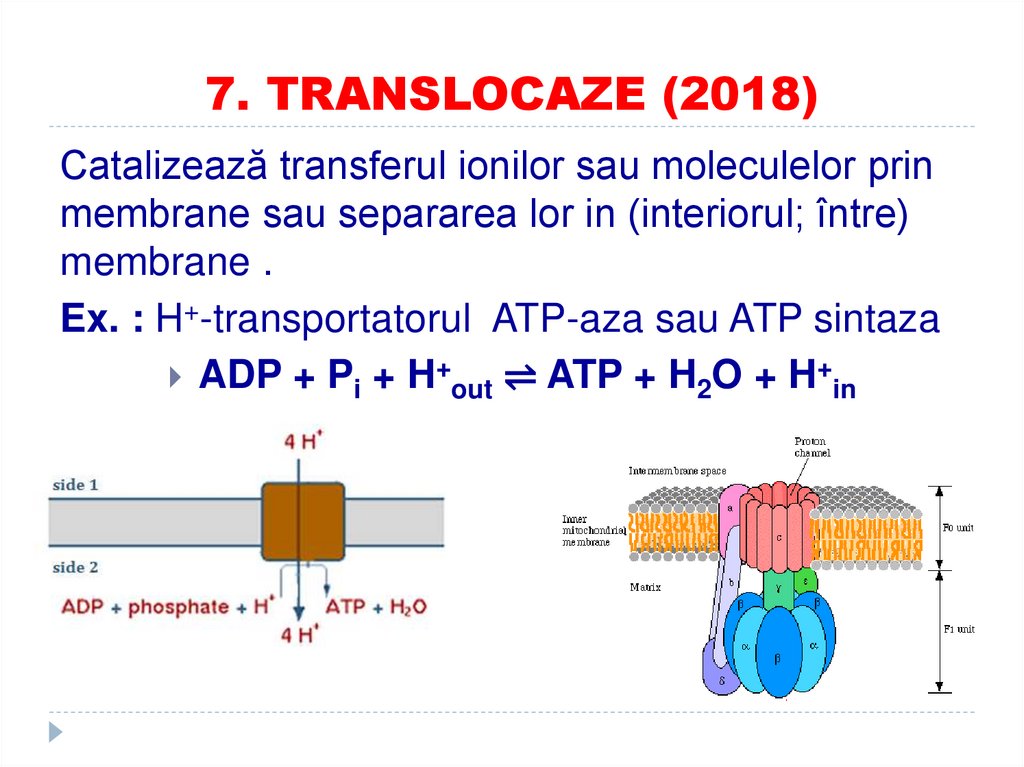 7. TRANSLOCAZE (2018)