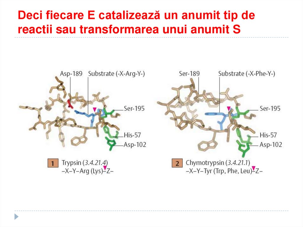 Deci fiecare E catalizează un anumit tip de reactii sau transformarea unui anumit S
