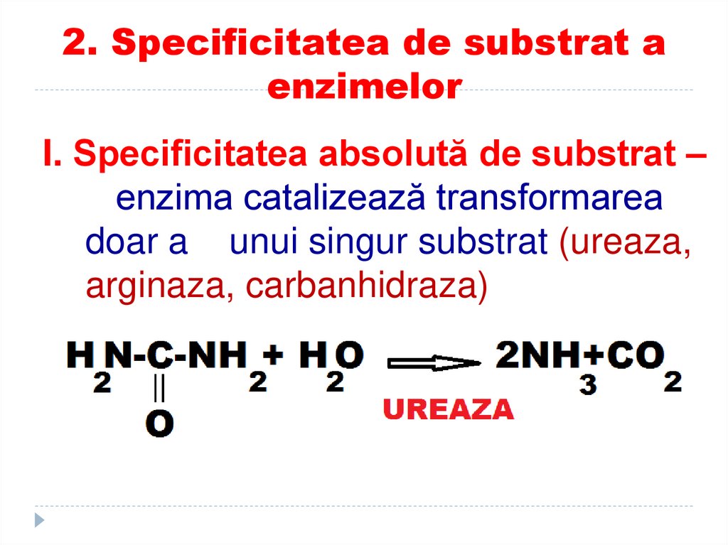 2. Specificitatea de substrat a enzimelor