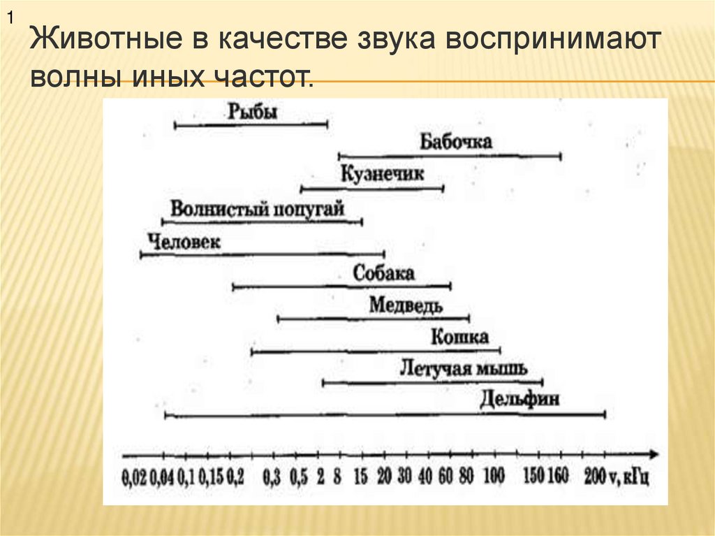 Животные в качестве звука воспринимают волны иных частот.
