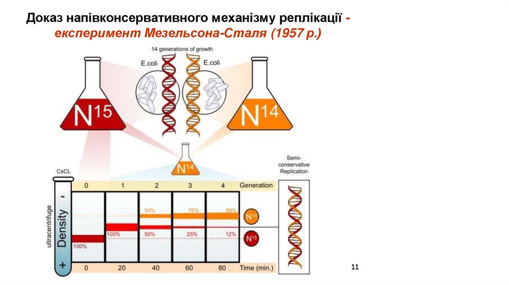 Доказ напівконсервативного механізму реплікації - експеримент Мезельсона-Сталя (1957 р.)