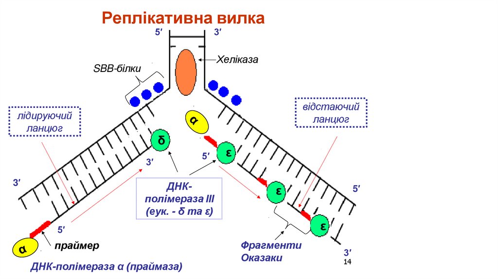 Реплікативна вилка 5′ 3′
