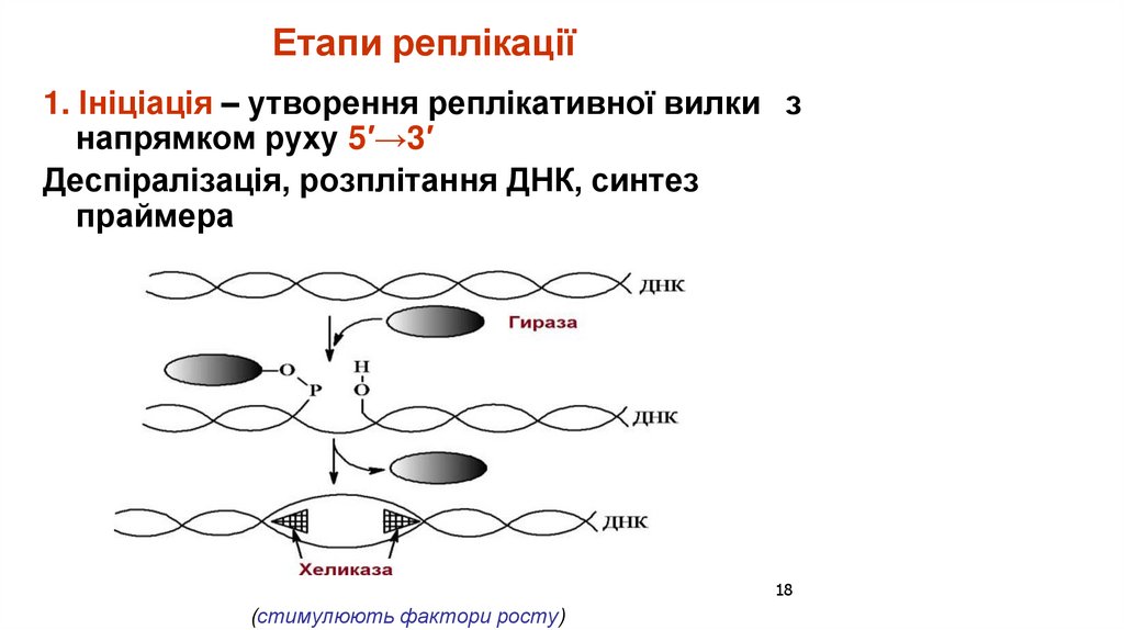 Етапи реплікації