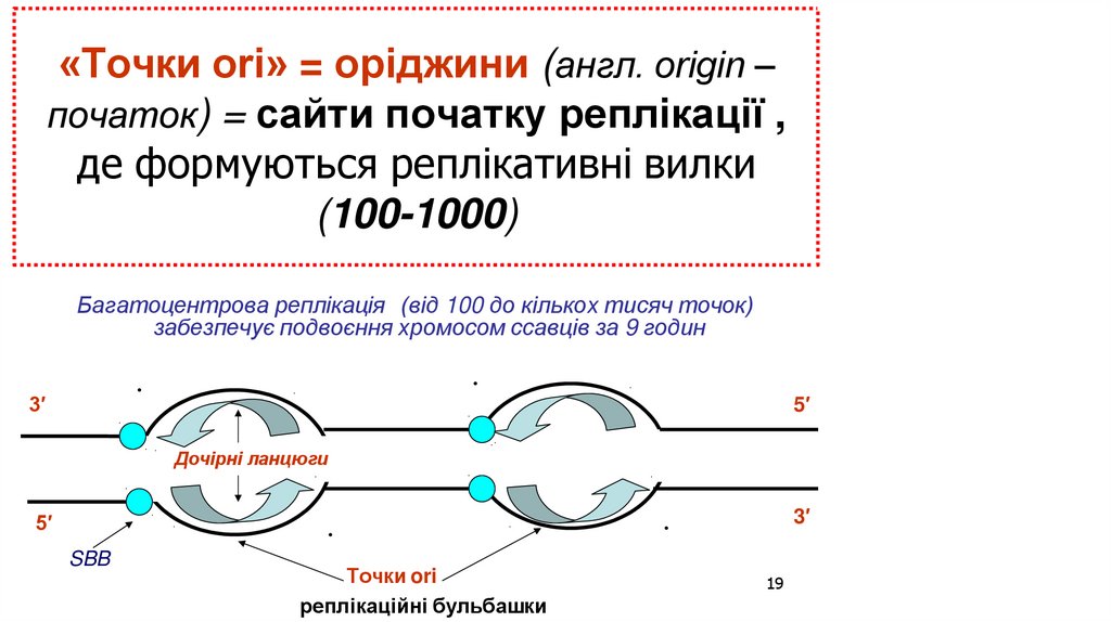 «Точки ori» = оріджини (англ. оrigin – початок) = сайти початку реплікації , де формуються реплікативні вилки (100-1000)