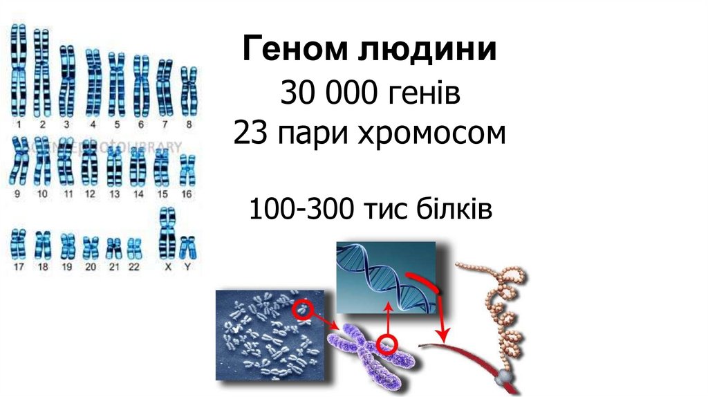 Геном людини
