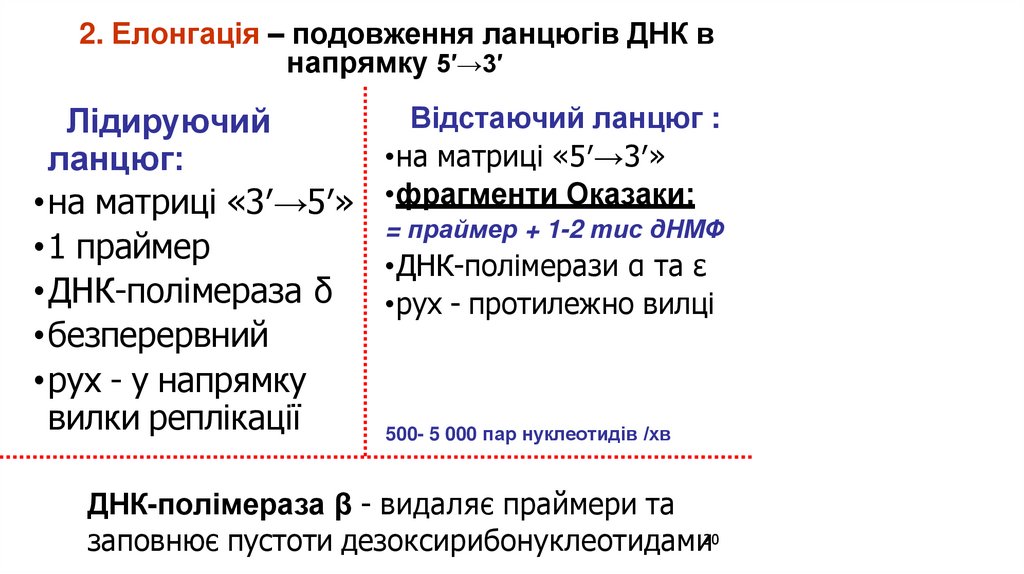 2. Елонгація – подовження ланцюгів ДНК в напрямку 5′→3′