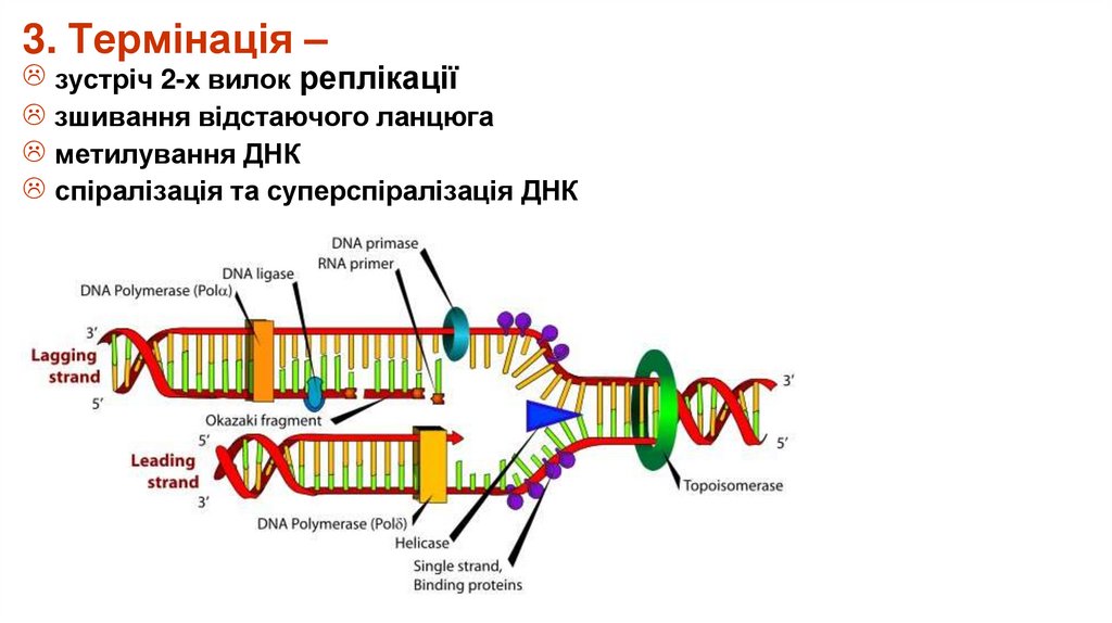 3. Термінація –