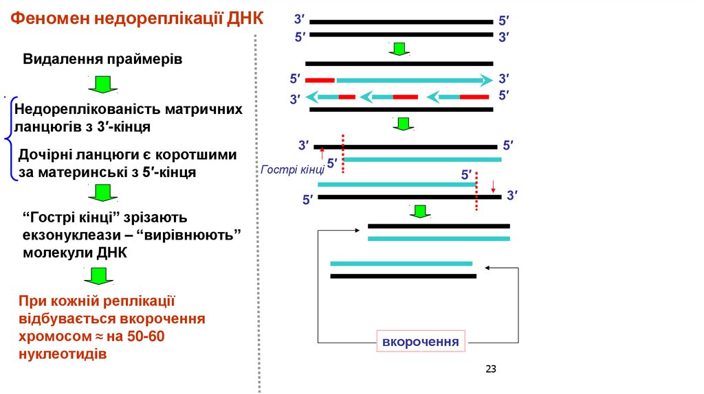 Феномен недореплікації ДНК 3′ 5′