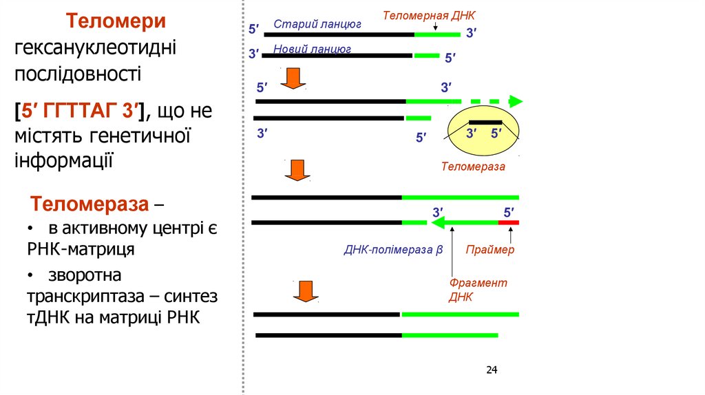 Теломери гексануклеотидні послідовності