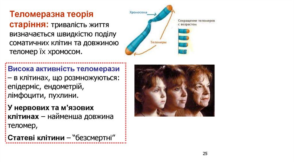 Теломеразна теорія старіння: тривалість життя визначається швидкістю поділу соматичних клітин та довжиною теломер їх хромосом.