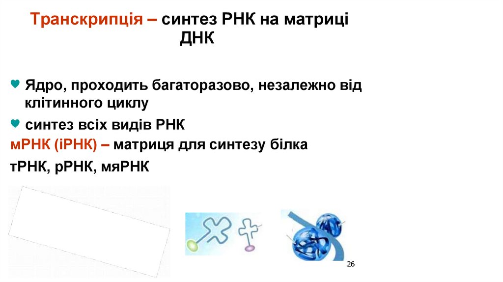 Транскрипція – синтез РНК на матриці ДНК