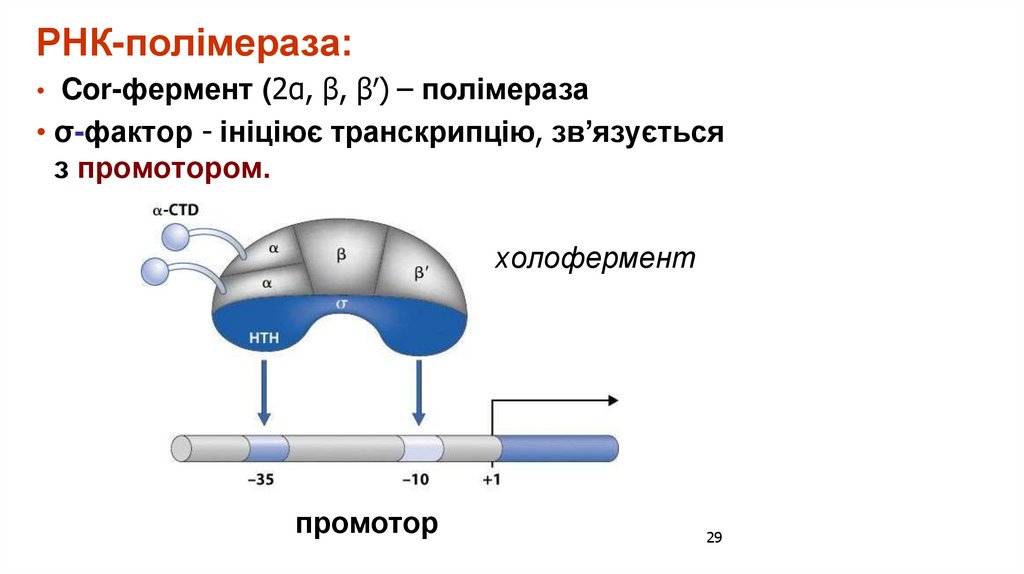 РНК-полімераза: