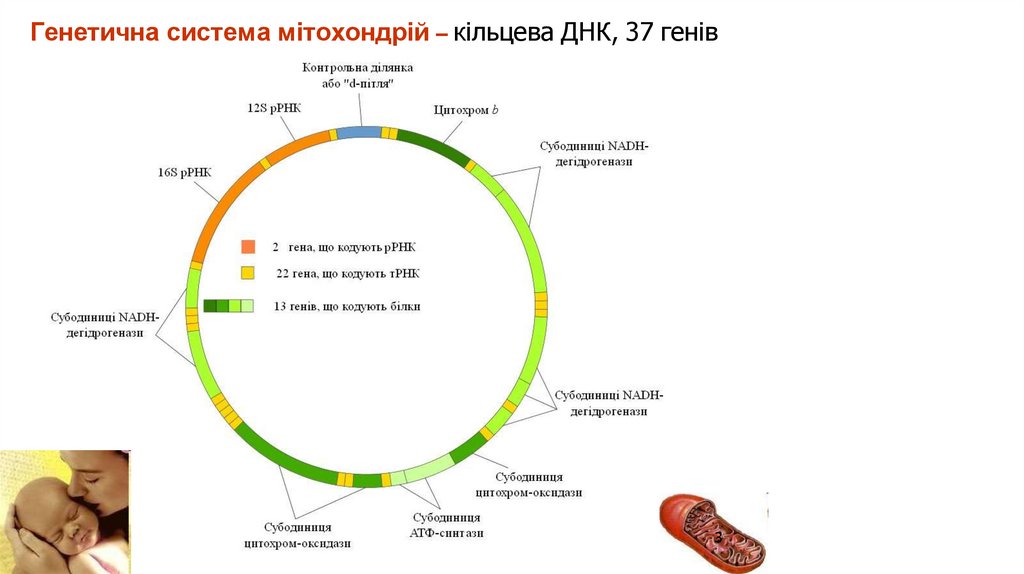 Генетична система мітохондрій – кільцева ДНК, 37 генів