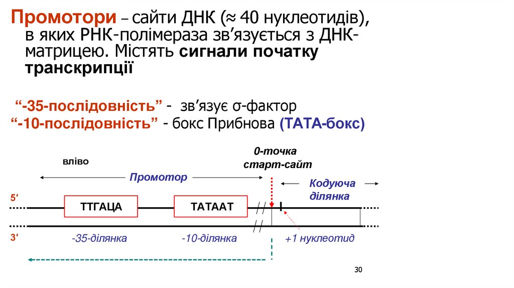 Промотори – сайти ДНК (≈ 40 нуклеотидів), в яких РНК-полімераза зв’язується з ДНК- матрицею. Містять сигнали початку