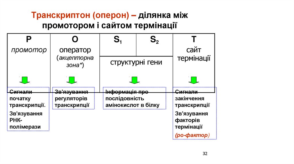 Транскриптон (оперон) – ділянка між промотором і сайтом термінації