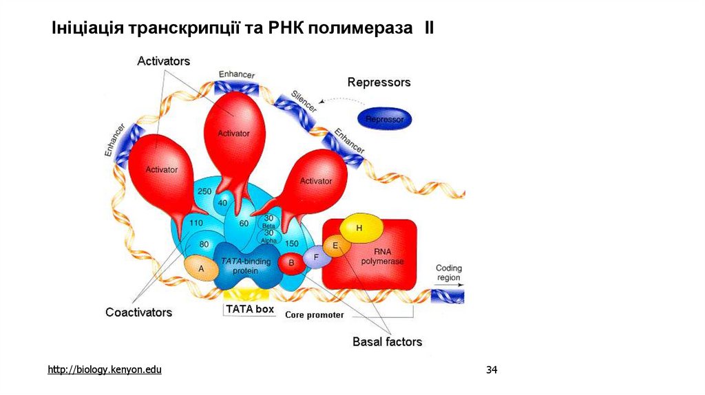 Ініціація транскрипції та РНК полимераза II