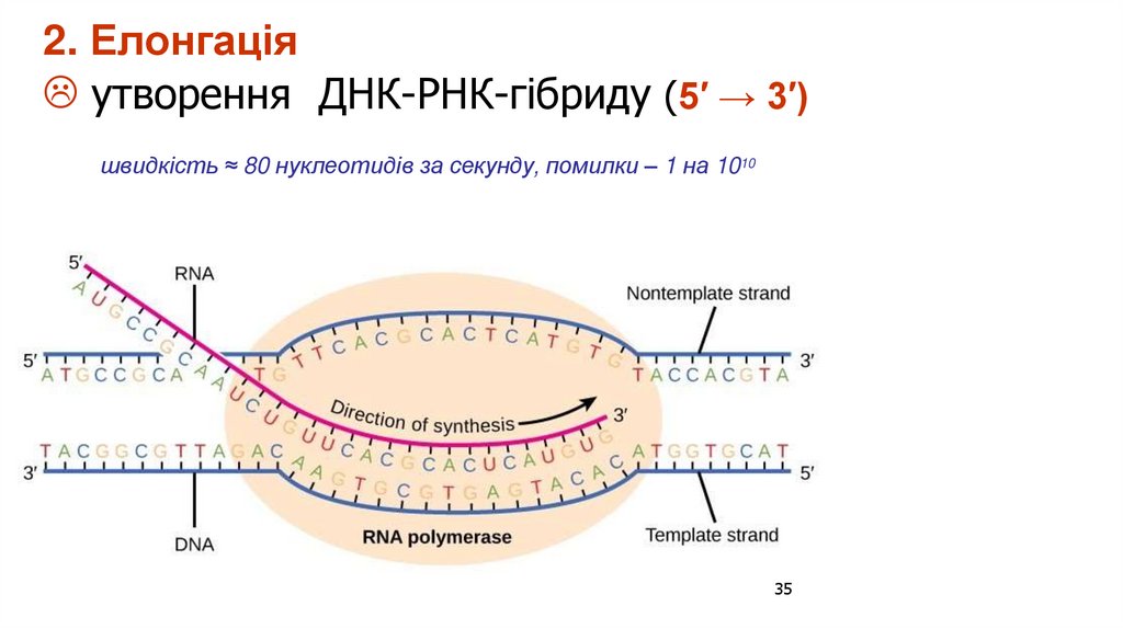 2. Елонгація  утворення ДНК-РНК-гібриду (5′ → 3′)