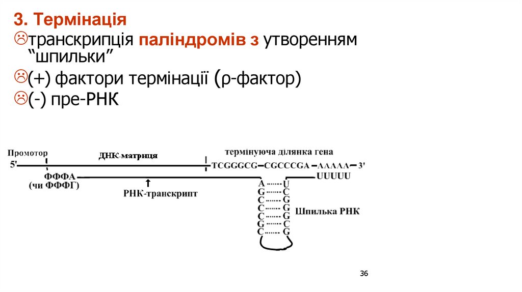 3. Термінація