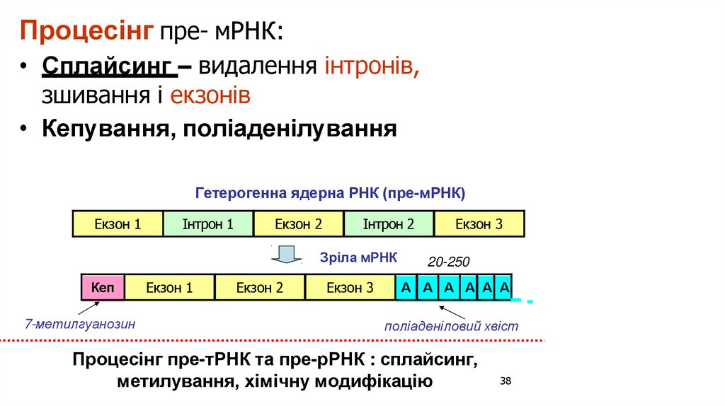 Процесінг пре- мРНК: