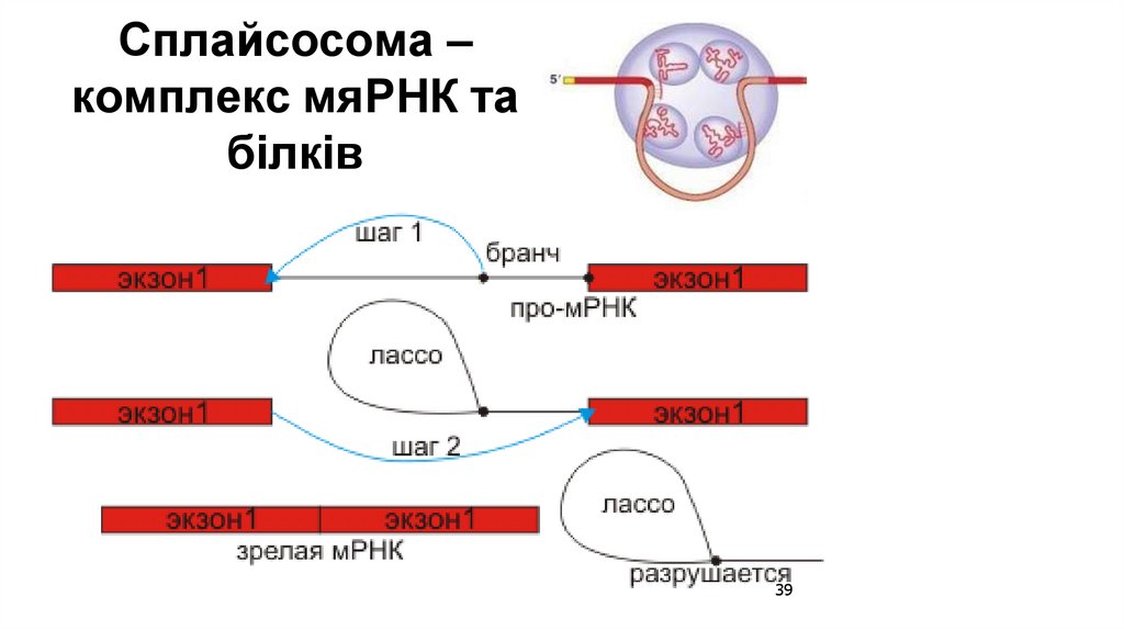 Сплайсосома – комплекс мяРНК та білків