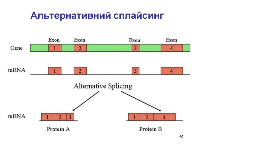 Альтернативний сплайсинг