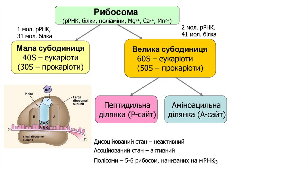 Рибосома (рРНК, білки, поліаміни, Mg2+, Ca2+, Mn2+)
