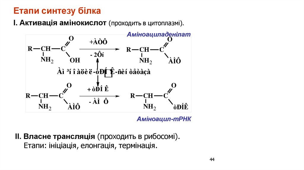 Етапи синтезу білка