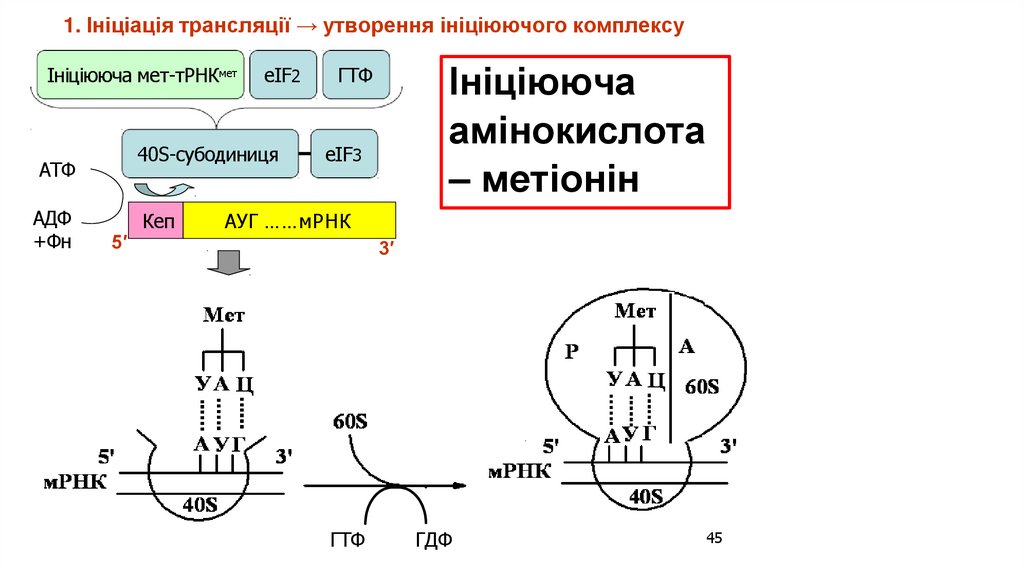 1. Ініціація трансляції → утворення ініціюючого комплексу