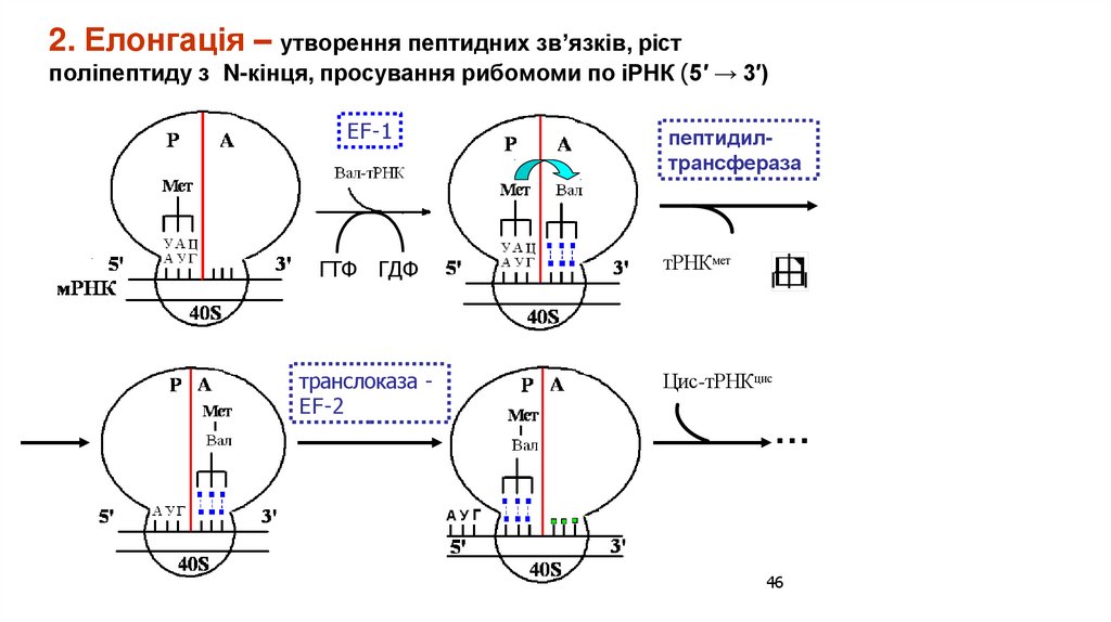 2. Елонгація – утворення пептидних зв’язків, ріст поліпептиду з N-кінця, просування рибомоми по іРНК (5′ → 3′)