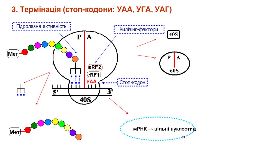 3. Термінація (стоп-кодони: УАА, УГА, УАГ)