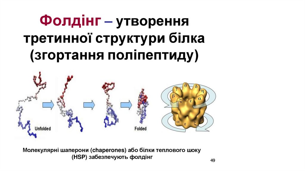 Фолдінг – утворення третинної структури білка (згортання поліпептиду)