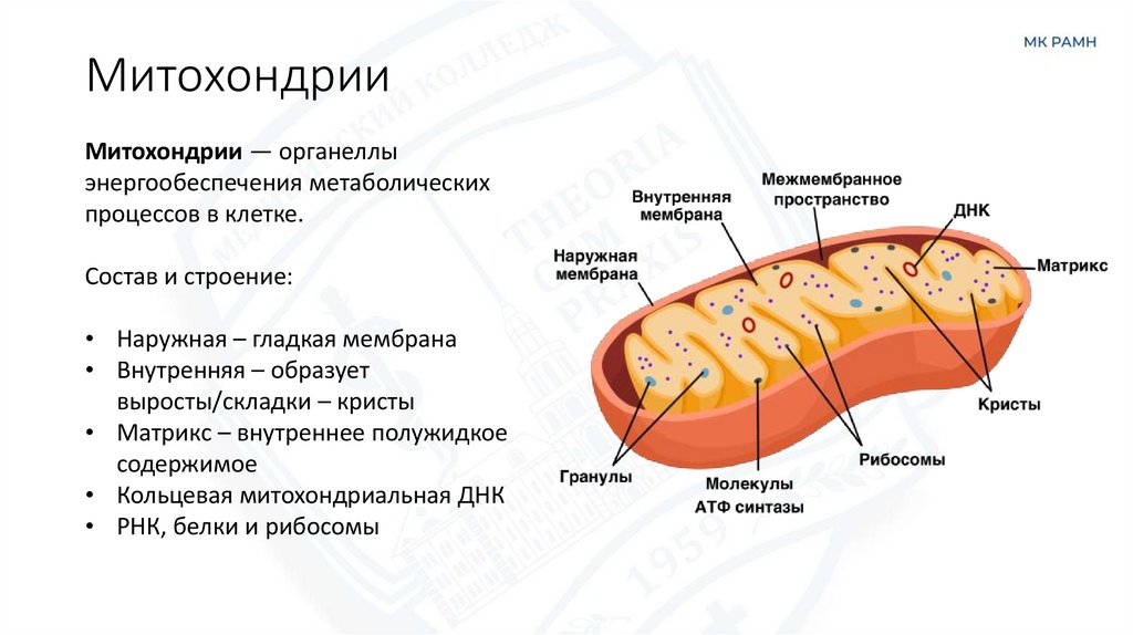 Митохондрии