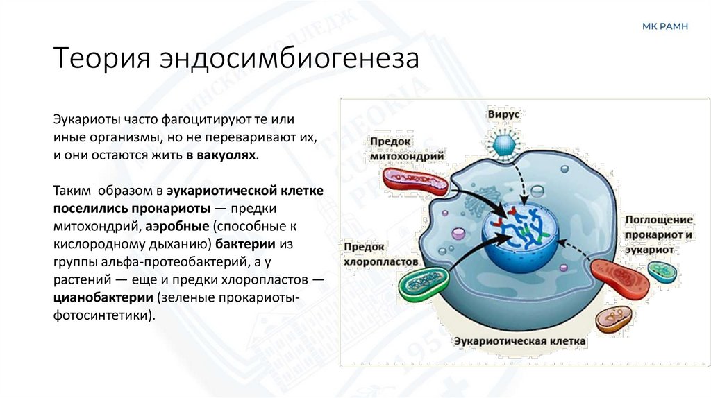 Теория эндосимбиогенеза
