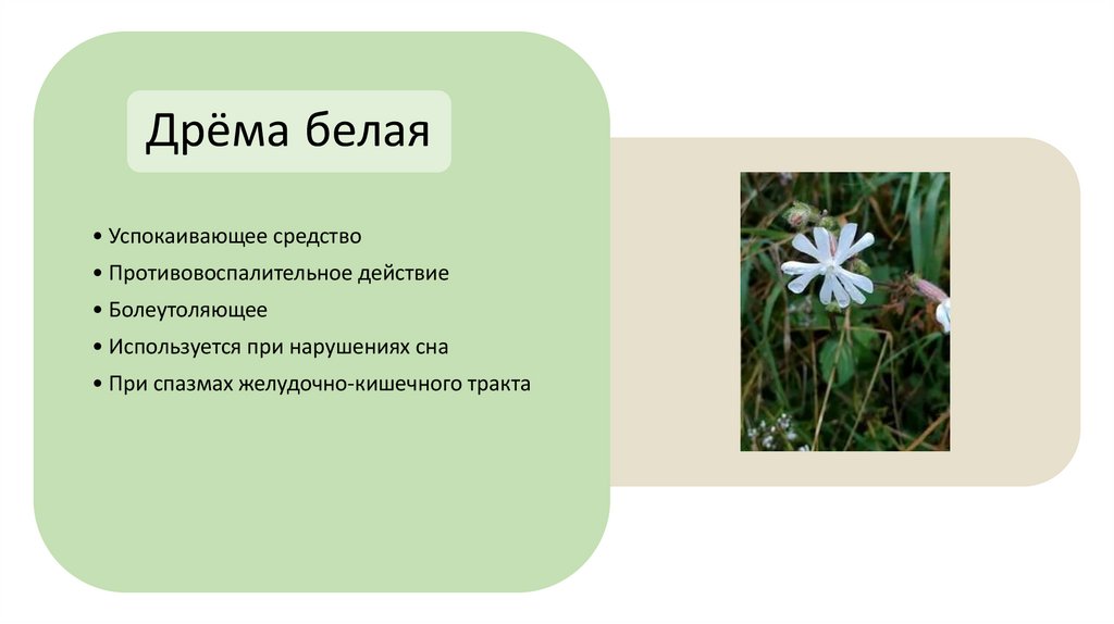 Дрёма белая