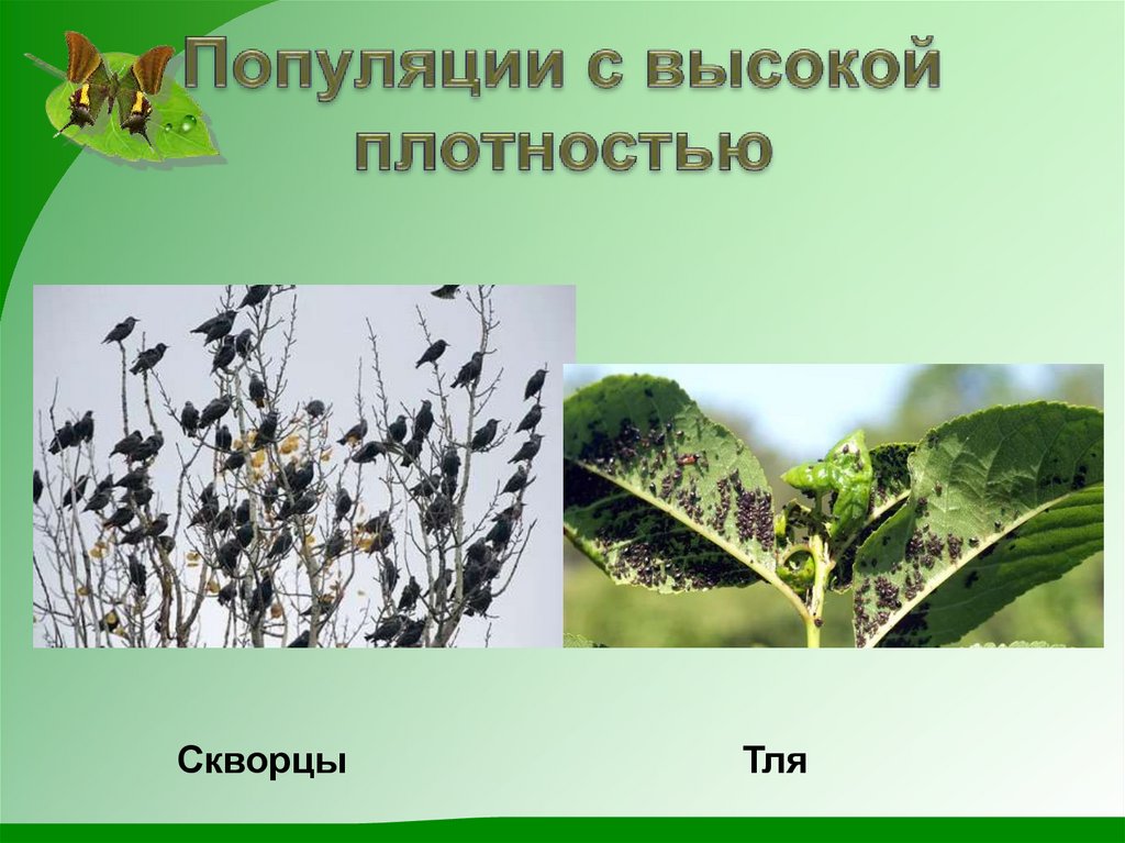Популяции с высокой плотностью