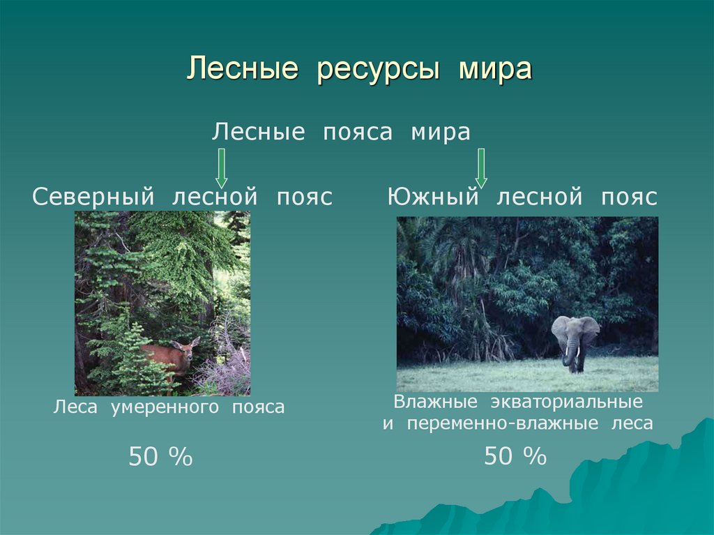 Лесные ресурсы мира