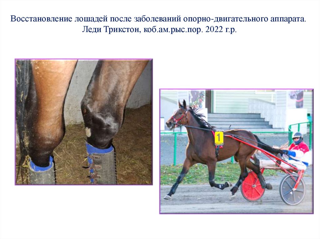 Восстановление лошадей после заболеваний опорно-двигательного аппарата. Леди Трикстон, коб.ам.рыс.пор. 2022 г.р.