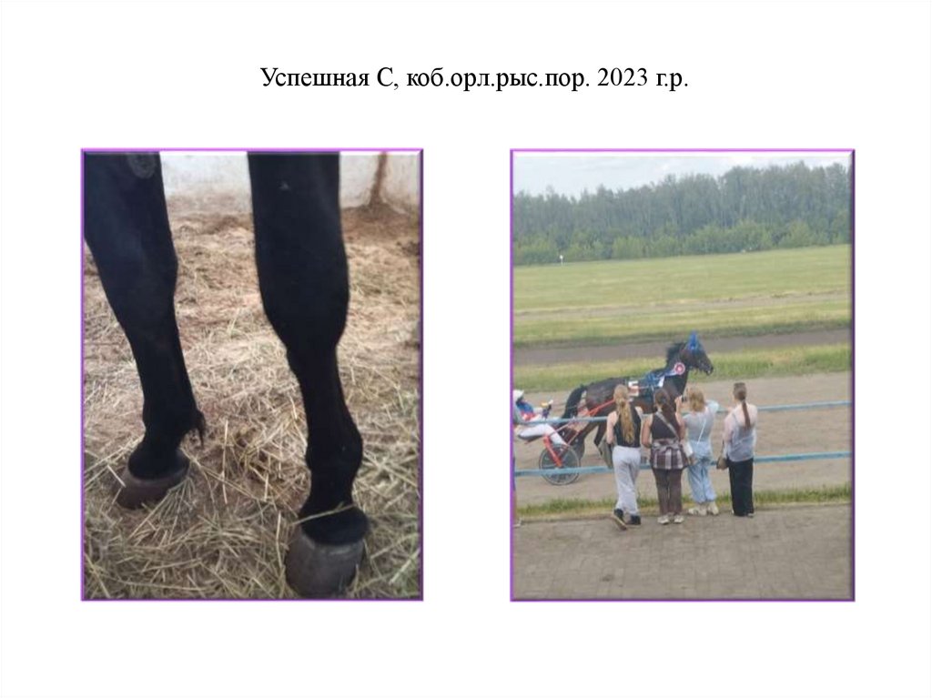 Успешная С, коб.орл.рыс.пор. 2023 г.р.