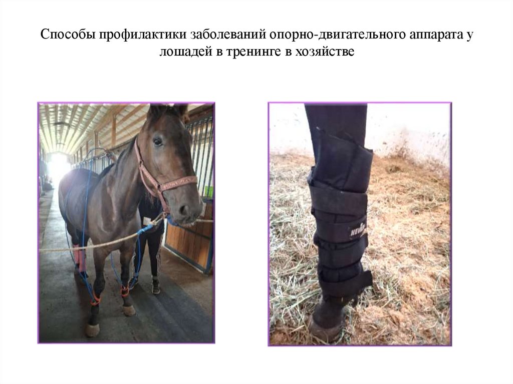 Способы профилактики заболеваний опорно-двигательного аппарата у лошадей в тренинге в хозяйстве