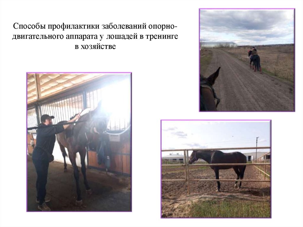 Способы профилактики заболеваний опорно-двигательного аппарата у лошадей в тренинге в хозяйстве